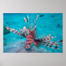 Pesquisar por posters dos peixes pósteres pôsteres Mar