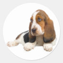 Pesquisar por basset adesivos Cachorrinho