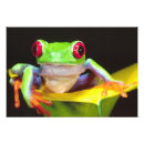 Pesquisar por rã fotografia Verde