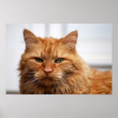 Pesquisar por norueguês pósteres pôsteres Gatinho
