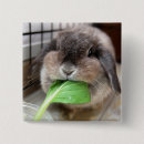 Pesquisar por holland botons Coelho