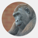 Pesquisar por gorilla adesivos Macaco