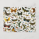 Pesquisar por desenho da borboleta cartoes postais Ilustração