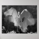 Pesquisar por egrets pósteres pôsteres Florida