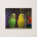 Pesquisar por parakeets Colorido