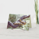 Pesquisar por dos répteis cartoes Natureza