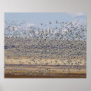 Pesquisar por migração pôsteres Pássaro