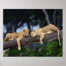 Pesquisar por filhote leão artes pôsteres Animal