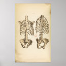 Pesquisar por coluna vertebral pôsteres Ossos