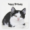 Pesquisar por gatinho preto branco adesivos Bonito