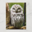 Pesquisar por coruja amarela cartoes postais Preto