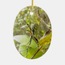 Pesquisar por aracnídeos ornamentos Natureza