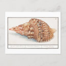 Pesquisar por vintage seashell cartoes postais Concha