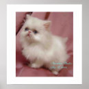 Pesquisar por gato persa branco pôsteres Fofo