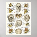 Pesquisar por crânio humano pôsteres Anatomia humana