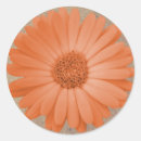 Pesquisar por laranja pastel adesivos Flores