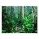Pesquisar por floresta húmida fotografia Florestas húmidas