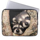 Pesquisar por guaxinim capas Animais selvagens