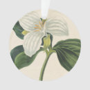 Pesquisar por ilustração botânica ornamentos Flores