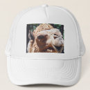 Pesquisar por camelo bones Dromedary