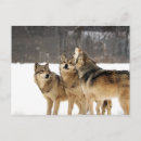 Pesquisar por salvamento do lobo Lobos