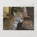 Pesquisar por jaguar cartoes postais Mamífero