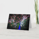 Pesquisar por proud cartoes Peacock