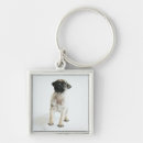 Pesquisar por filhote de cachorro do pug chaveiros Fotografia