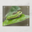 Pesquisar por lagarta cartoes postais Larva