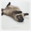 Pesquisar por costas adesivos Diversão