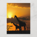 Pesquisar por girafa cartoes postais Pôr do sol