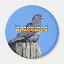 Pesquisar por pombas imas Natureza