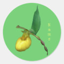 Pesquisar por orquídeas amarelas adesivos Flor