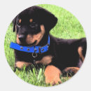 Pesquisar por rottweilers adesivos Filhote de cachorro