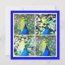 Pesquisar por peacock cartoes Para ela