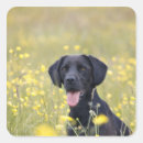 Pesquisar por labrador preto adesivos Animal