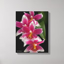 Pesquisar por híbrido impressão de canvas Flores originais