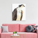 Pesquisar por haliaetus do pandion Raptor