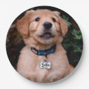 Pesquisar por retriever pratos Fofofo