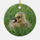 Pesquisar por canadense ornamentos Ganso