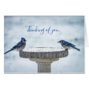 Pesquisar por bluejay cartoes postais Arte