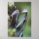 Pesquisar por praying Praying mantis