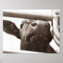 Pesquisar por vacas engraçadas pósteres pôsteres Foto