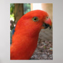 Pesquisar por do rosella Qualquer pessoa