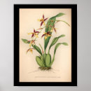 Pesquisar por orquídeas de florescência Colorido