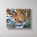 Pesquisar por olhos tigre artes pôsteres Cabeça