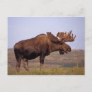 Pesquisar por tundra cartoes postais Ak