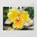Pesquisar por orquídeas exóticas cartoes postais Tropical