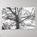 Pesquisar por google pôsteres Fotografia