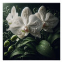 Pesquisar por orquídeas brancas pôsteres Natureza